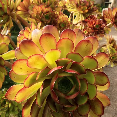 Seaside House Orebic, Peljesac - 4569 Orebić